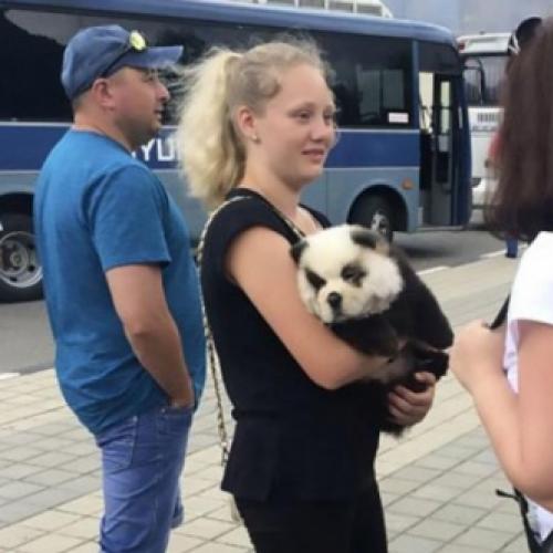 Turistas pagavam para tirar fotos com 'panda' filhote que na realidade
