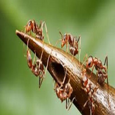 A cidade das formigas conheça um formigueiro de maneira surpreendente