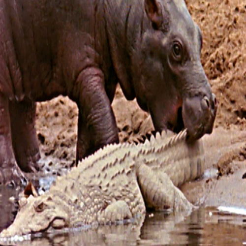Sem noção de perigo bebê hipopótamo brinca com crocodilo