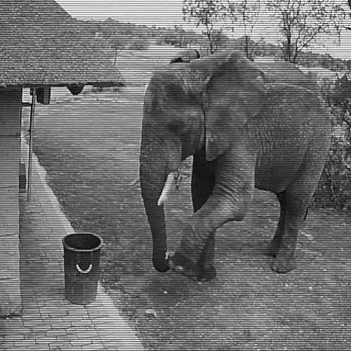 Surpreendente reação de um Elefante selvagem ao ver um monte de lixo!