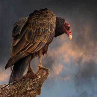 Conheça as 10 aves mais perigosas do planeta