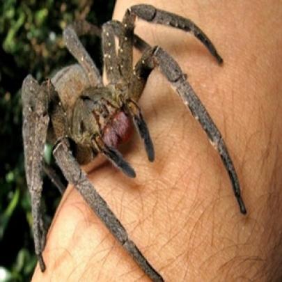 4 efeitos e reações bizarras causados por picadas de aranhas